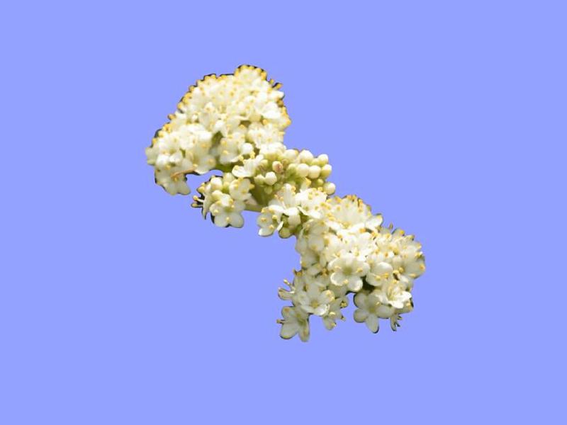 「秒懂百科」原来毛琼花长这样