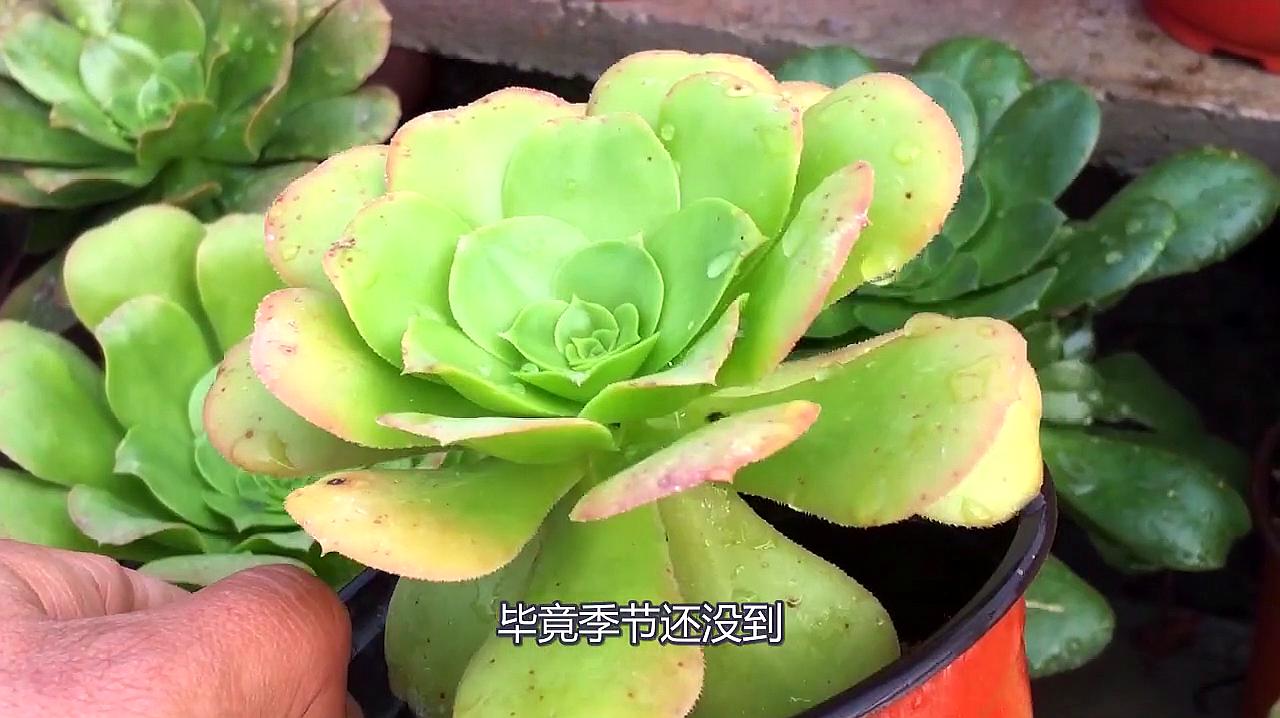 多肉植物法師怎麼養,幾個月都不需要澆水,最適合懶人養的植物