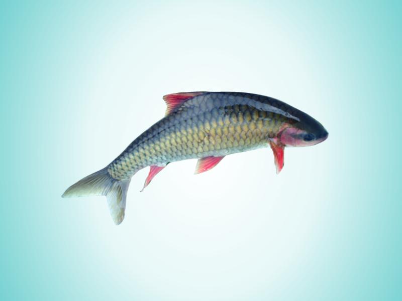 原来鲃鱼长这样