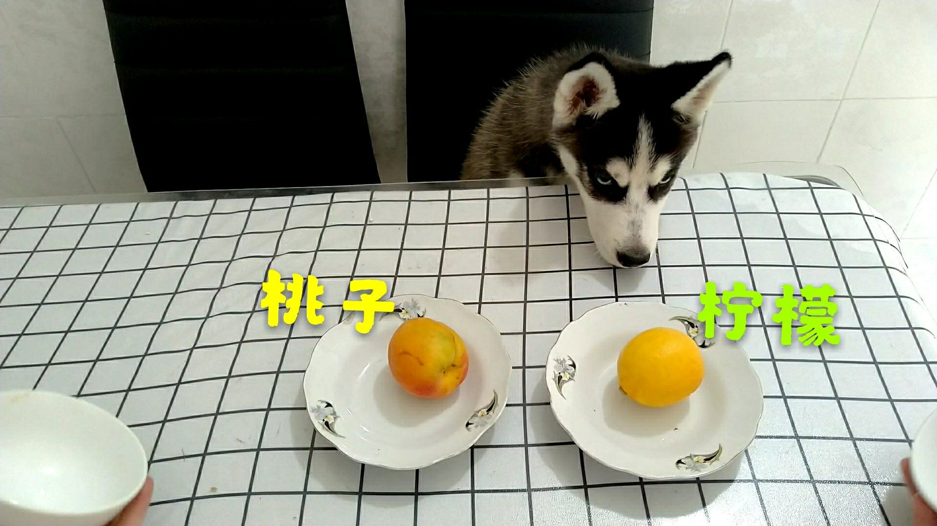 波比搞笑日常
