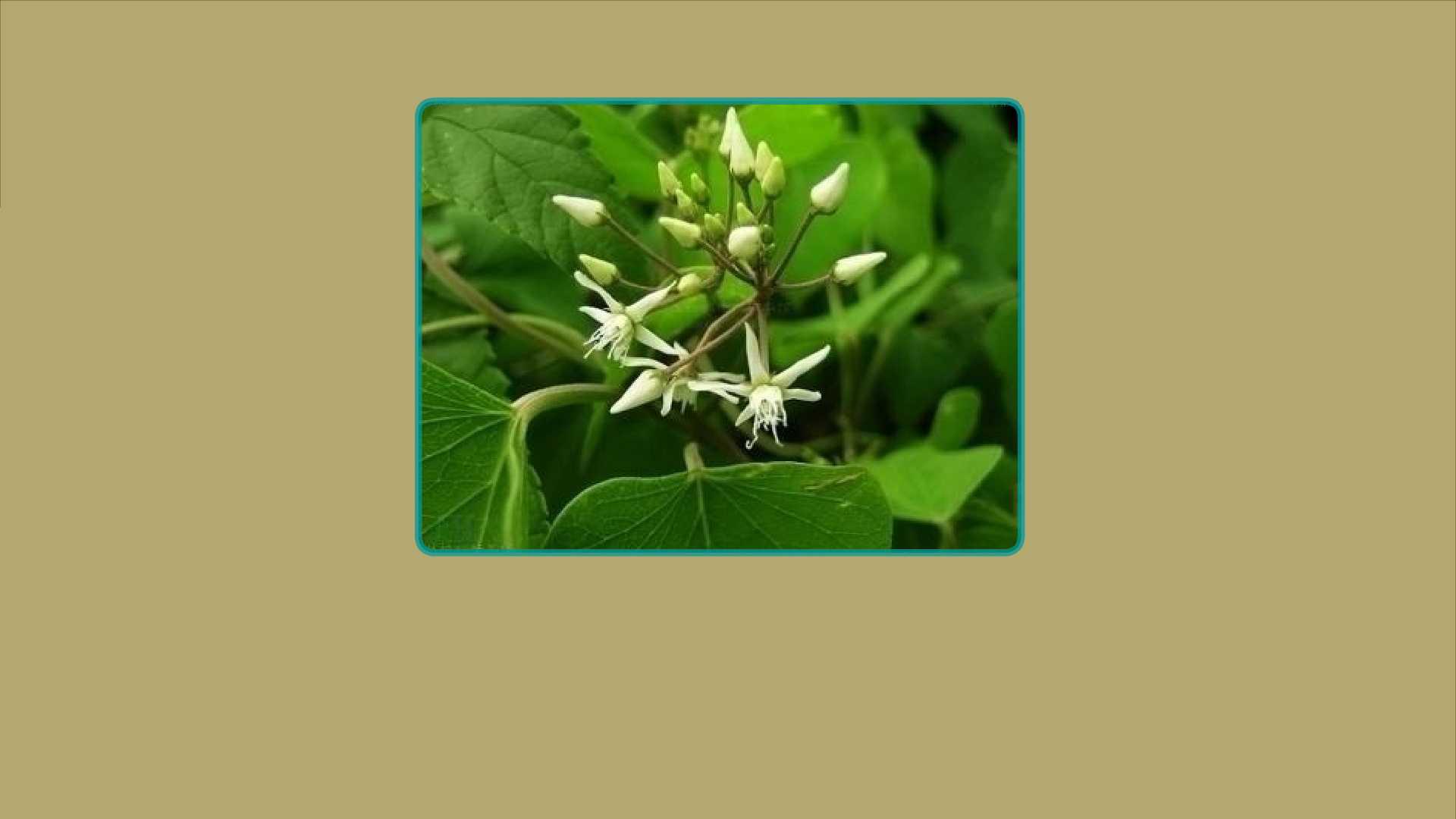 果园的无害杂草有哪些