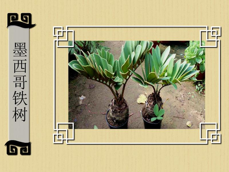 螈的种类很多有的种类已经灭绝