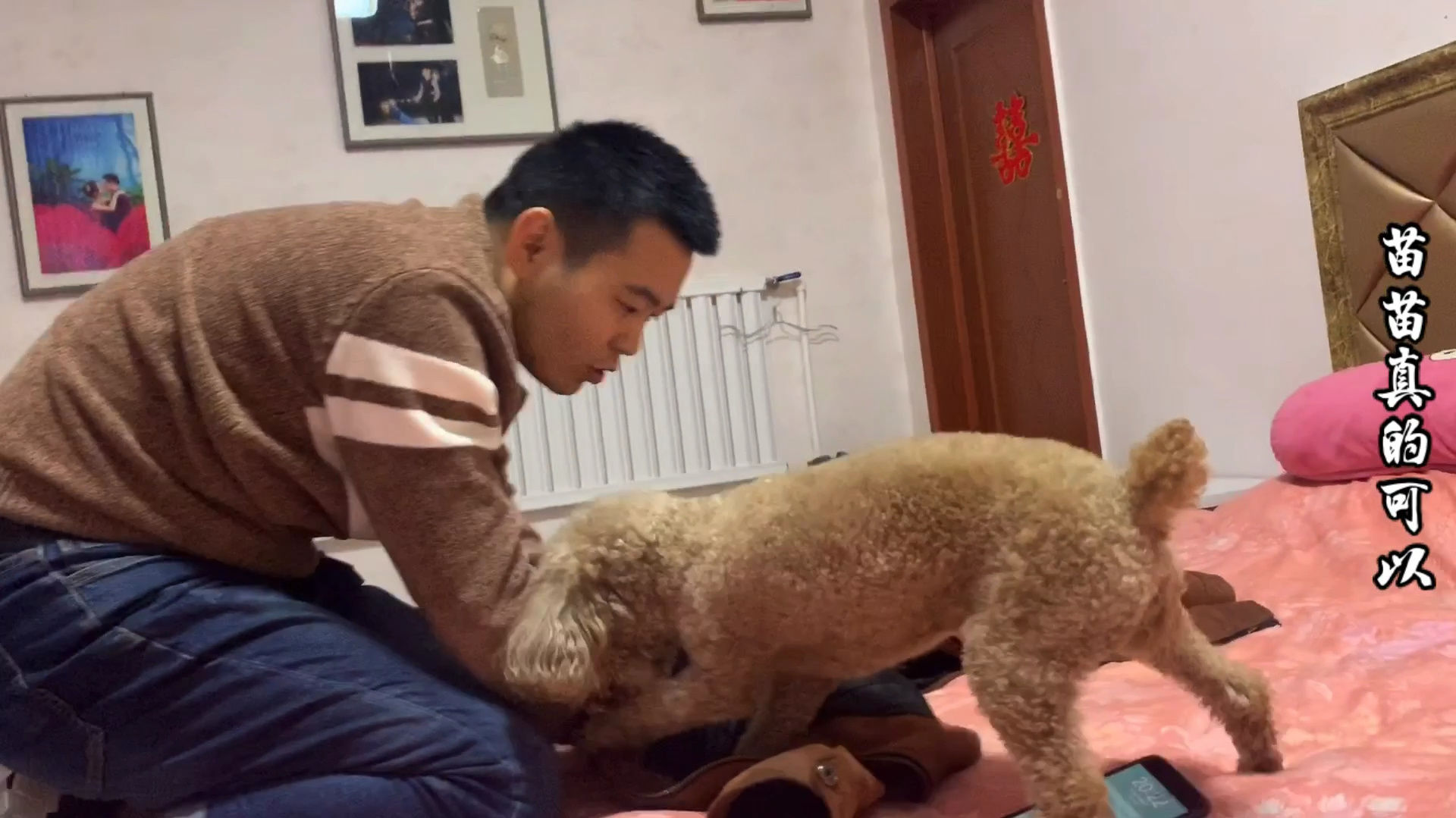 萌宠泰迪狗布丁可爱生活视频集锦