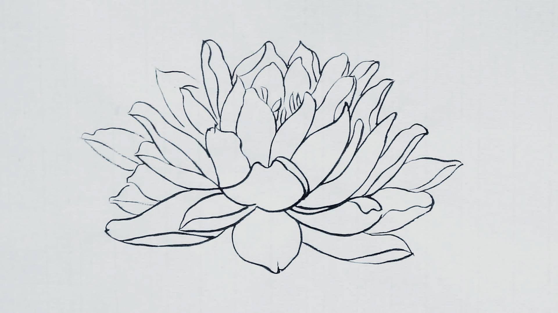水莲花画法图片