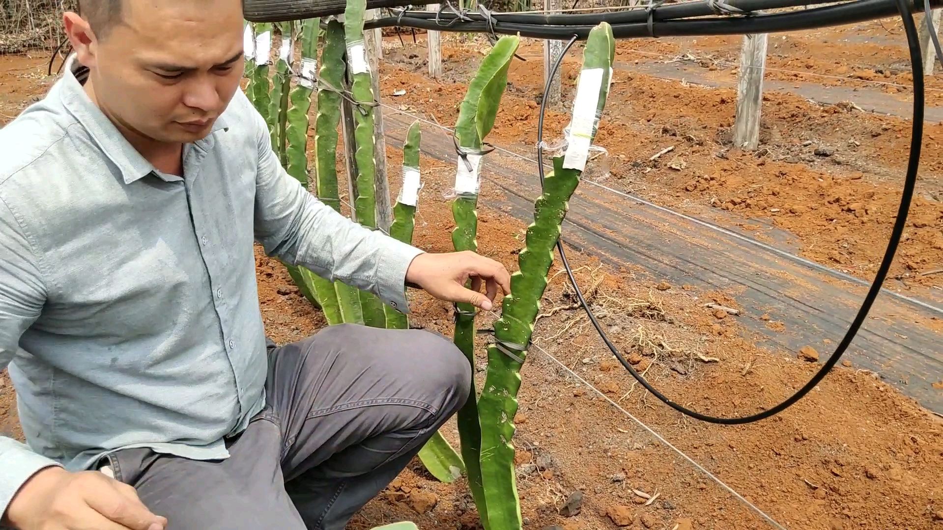 高位嫁接技术太神奇了,火龙果实现当年快速产果,很实用的小技巧