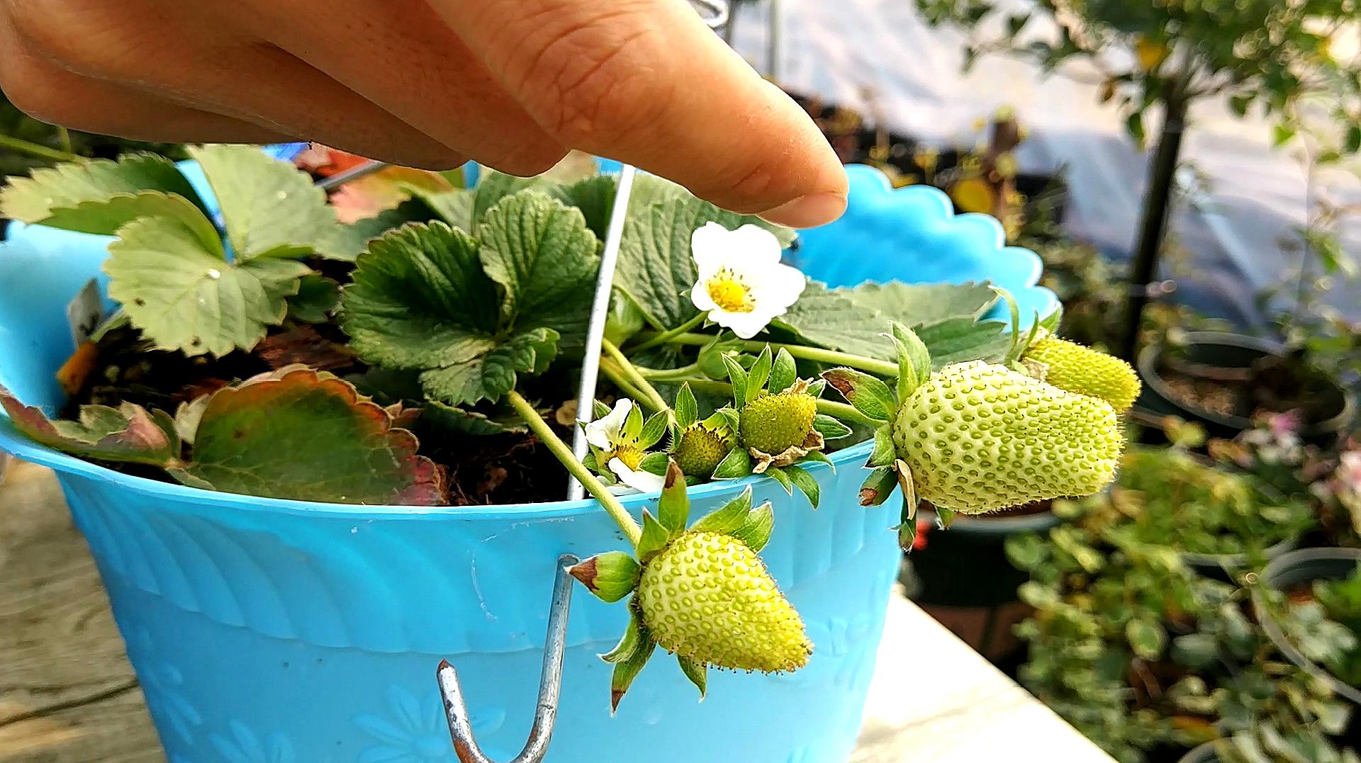 草莓生长期怎么追肥，施好这5次肥，结出的果实又大又甜_植株_钾肥_水溶液