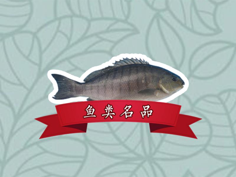 三江自然保护区常见的鱼类有哪些