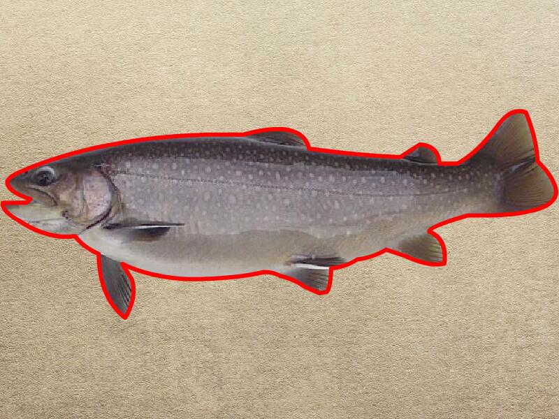 原来白点鲑长这样