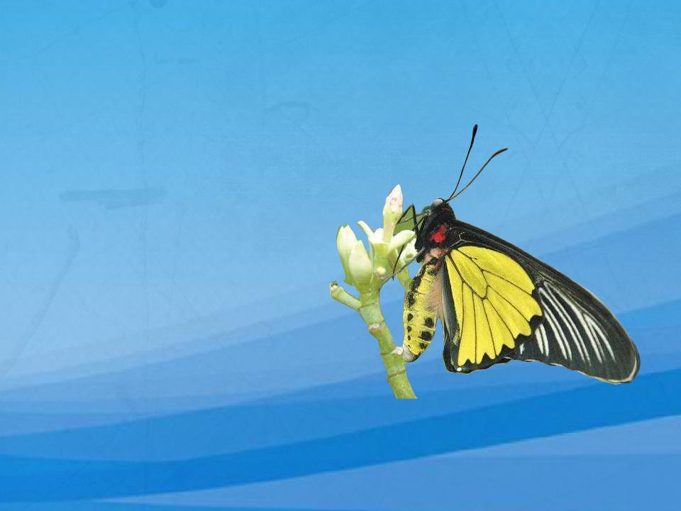 01:00  来源:秒懂百科-原来喙凤蝶长这样 服务升级 2原来蓝鸟翼凤 