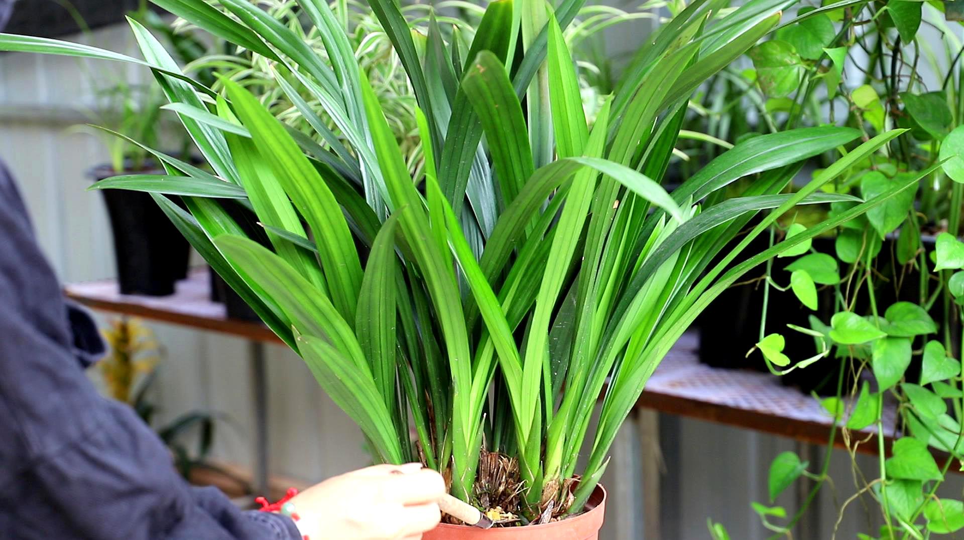 兰花养护技巧，2个步骤快速生根，让你的兰花根繁叶茂 #兰花 -生活视频-搜狐视频
