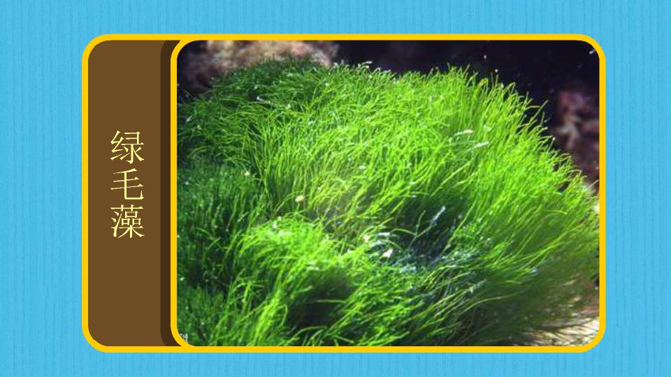 对于藻类植物,你认识多少