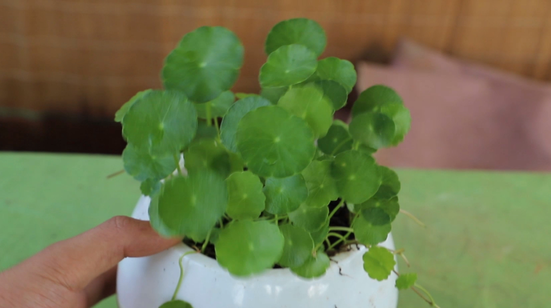 銅錢草怎麼養