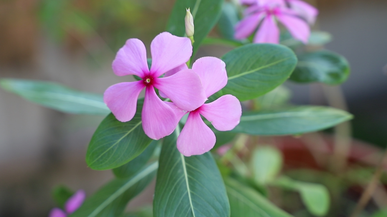 长春花(长春花为什么叫夺命花)