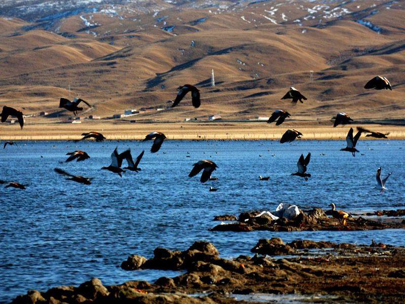 「秒懂百科」一分钟了解黑马河