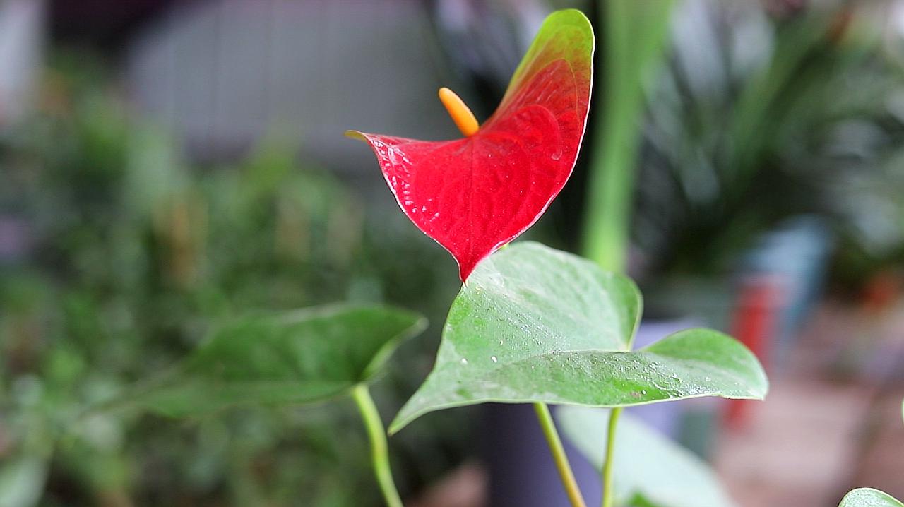 火鹤花怎么浇水(火鹤花水养注意事项)