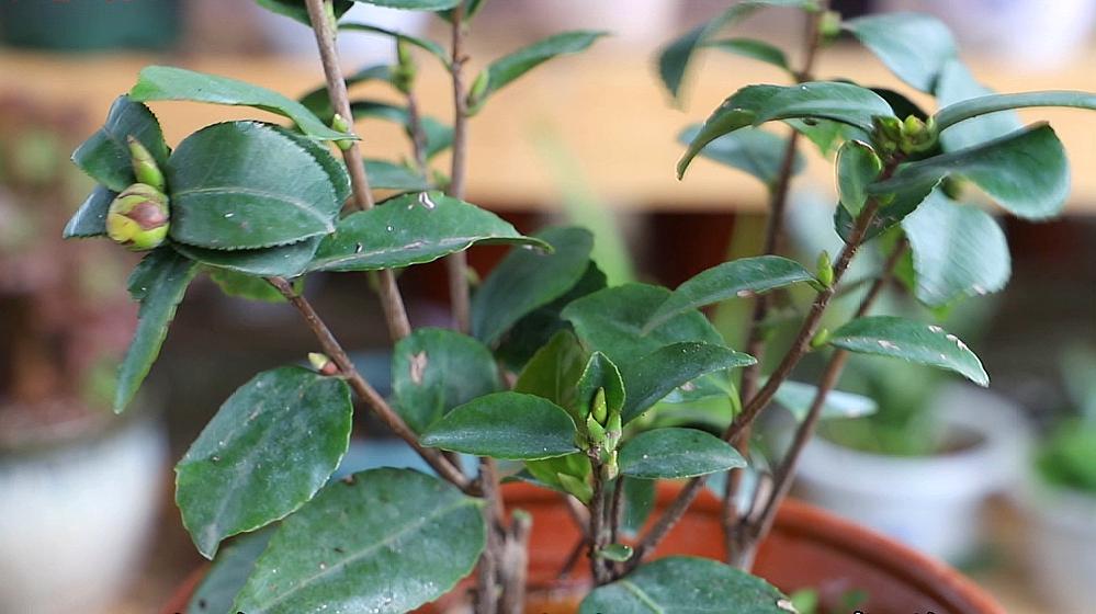 開花最勤的茶花,花期長達近半年,花大色豔,漂亮好養,值得擁有