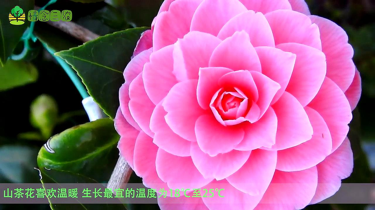 山茶花的養殖養護,學會這幾點,輕鬆養出十大名花之7的山茶花