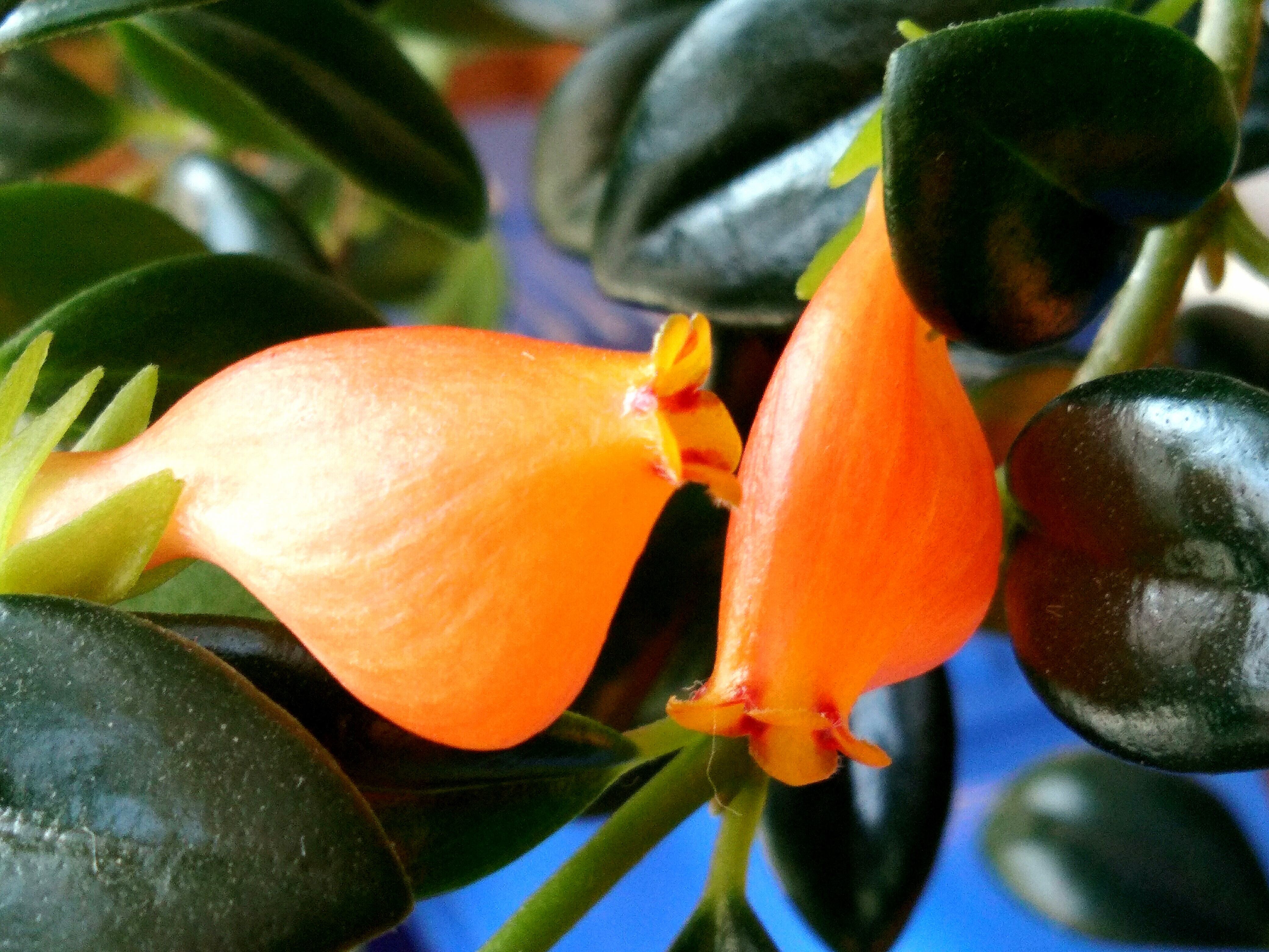 金鱼吊兰怎么养?