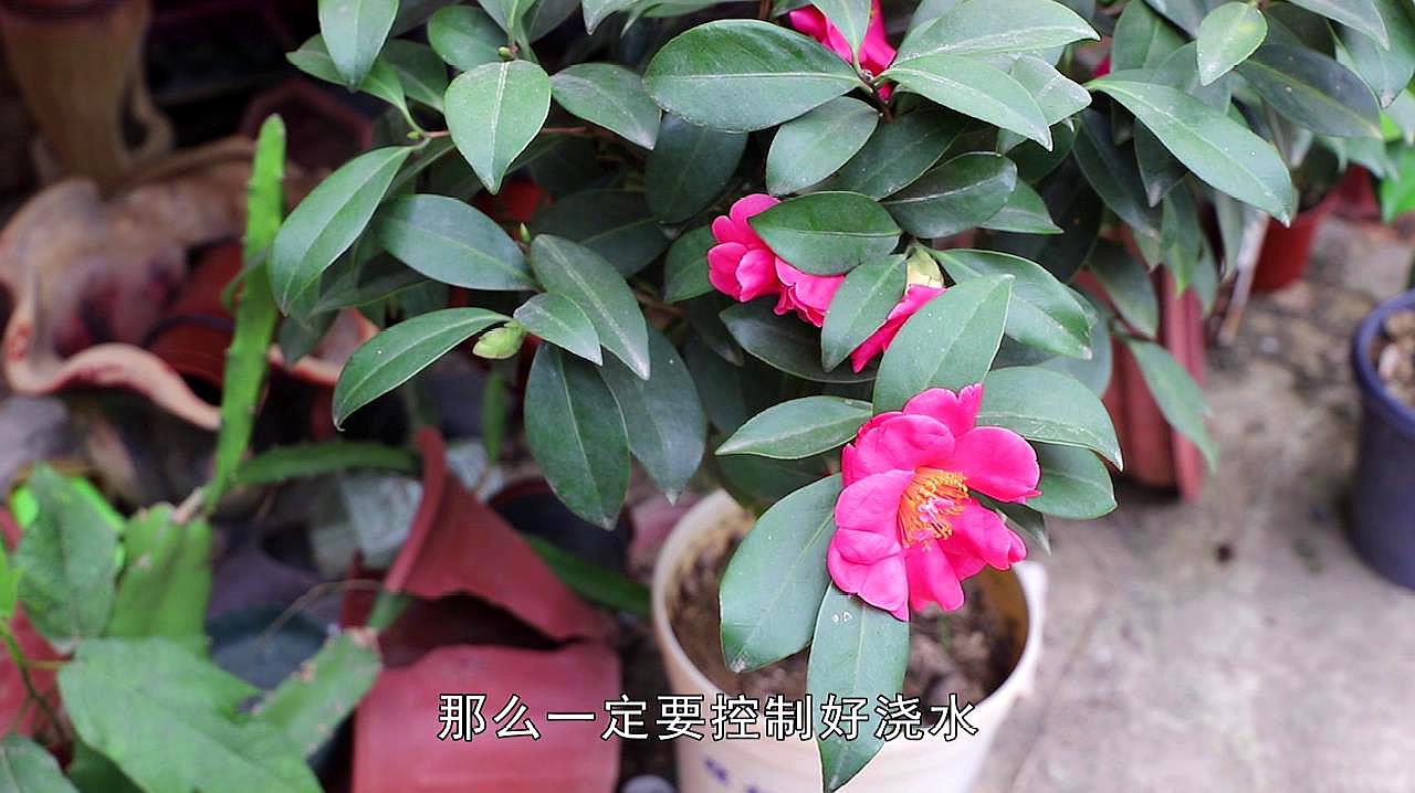 茶花怎麼養護