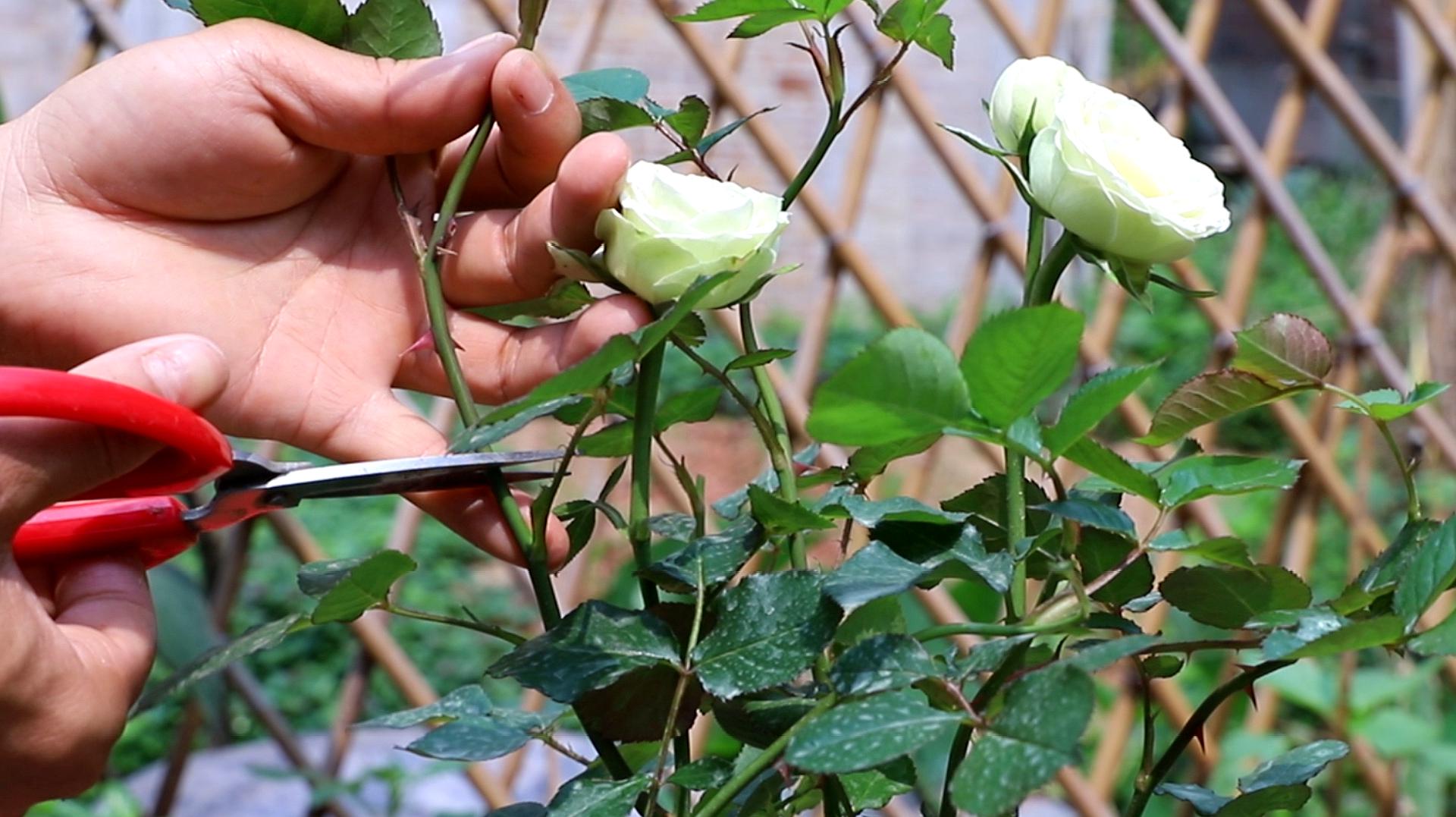 月季花苞開敗之後,不修剪也能長新芽,為什麼還要修剪呢