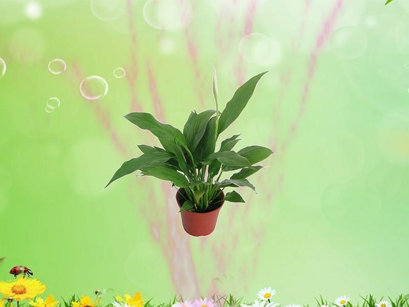 原来科丽丝白掌长这样