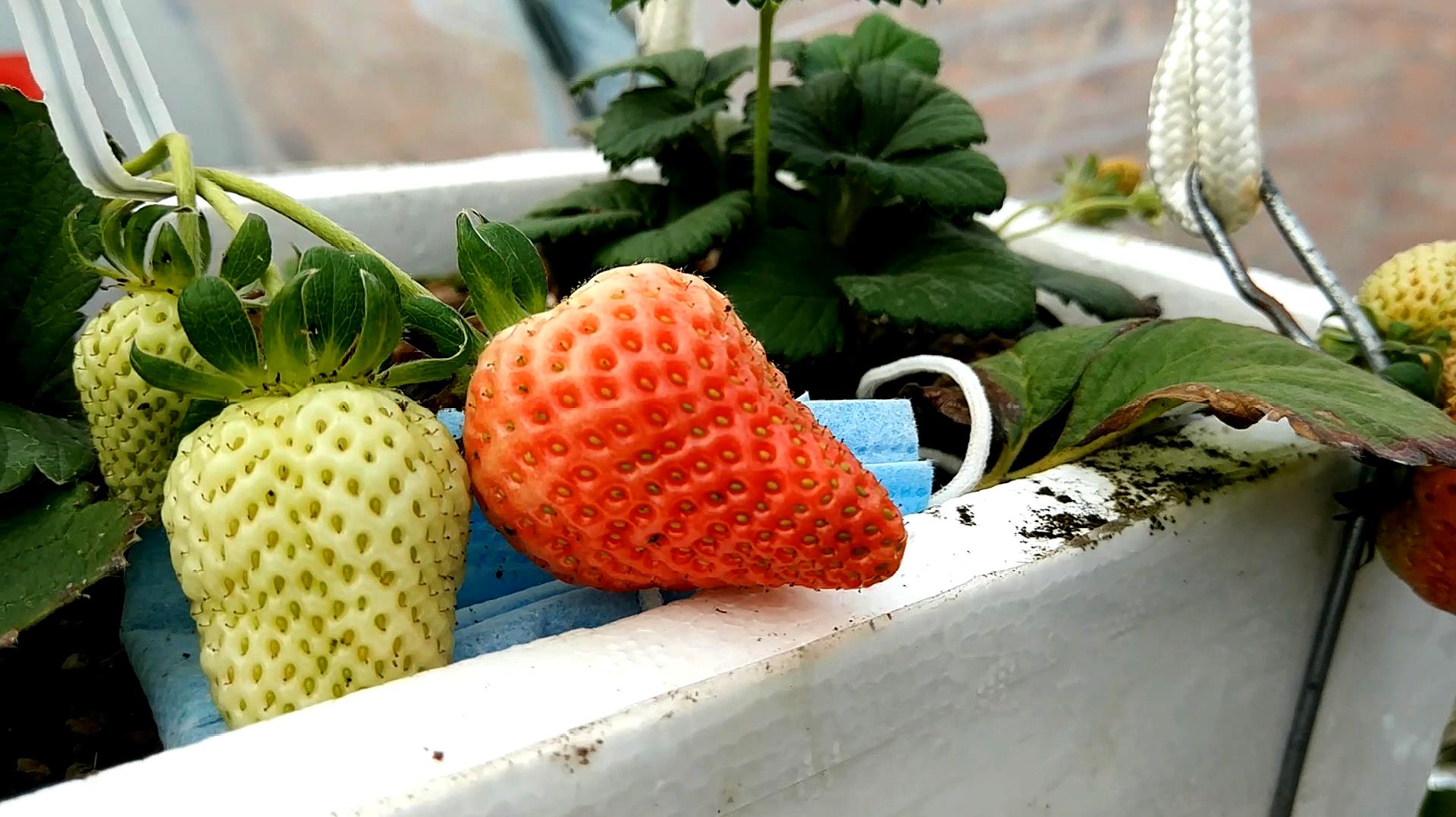绿之洲：草莓结果期施肥方案_凤凰网视频_凤凰网