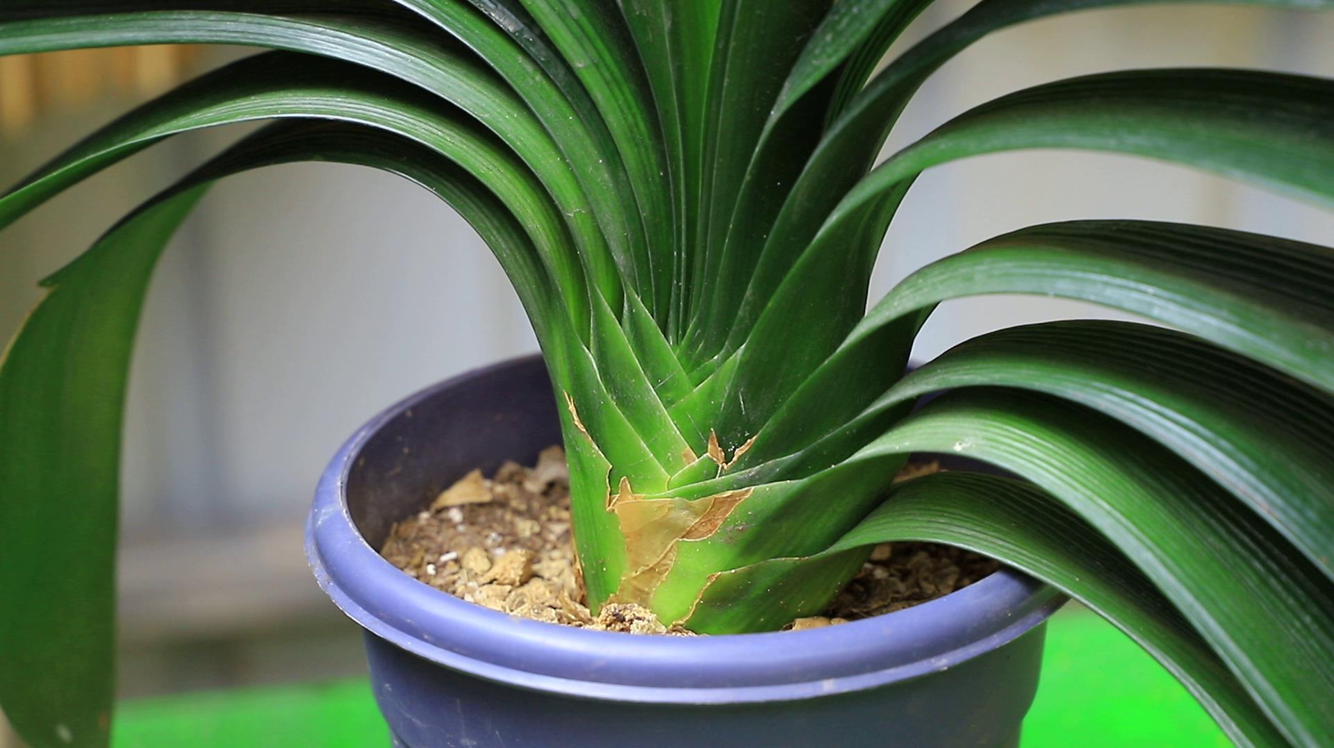 做好这几点养护,君子兰叶片对称排列,长势更精神