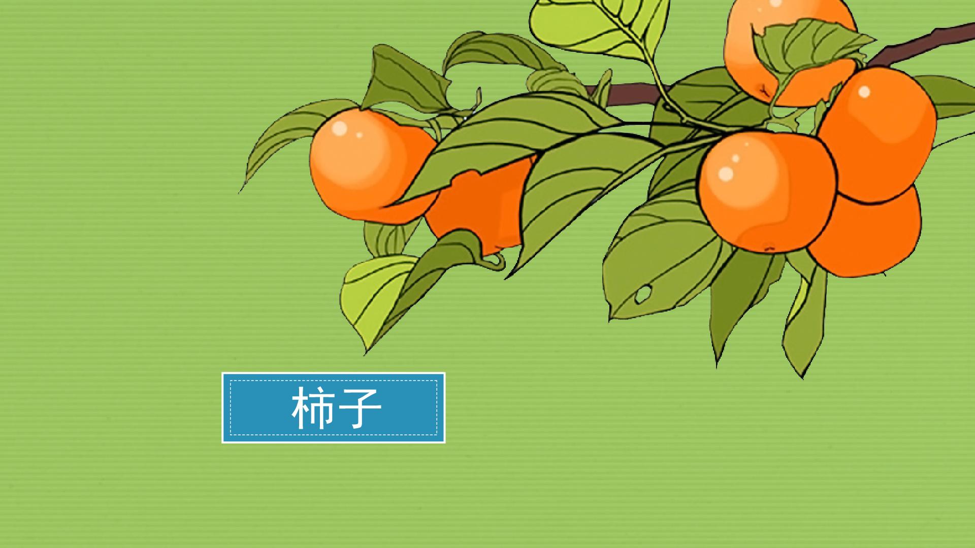 「秒懂百科」原来柿子长这样