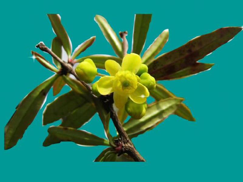 区的冷杉林植物-川滇花楸 2四川亚宁自然保护区的冷杉林植物-川滇小檗