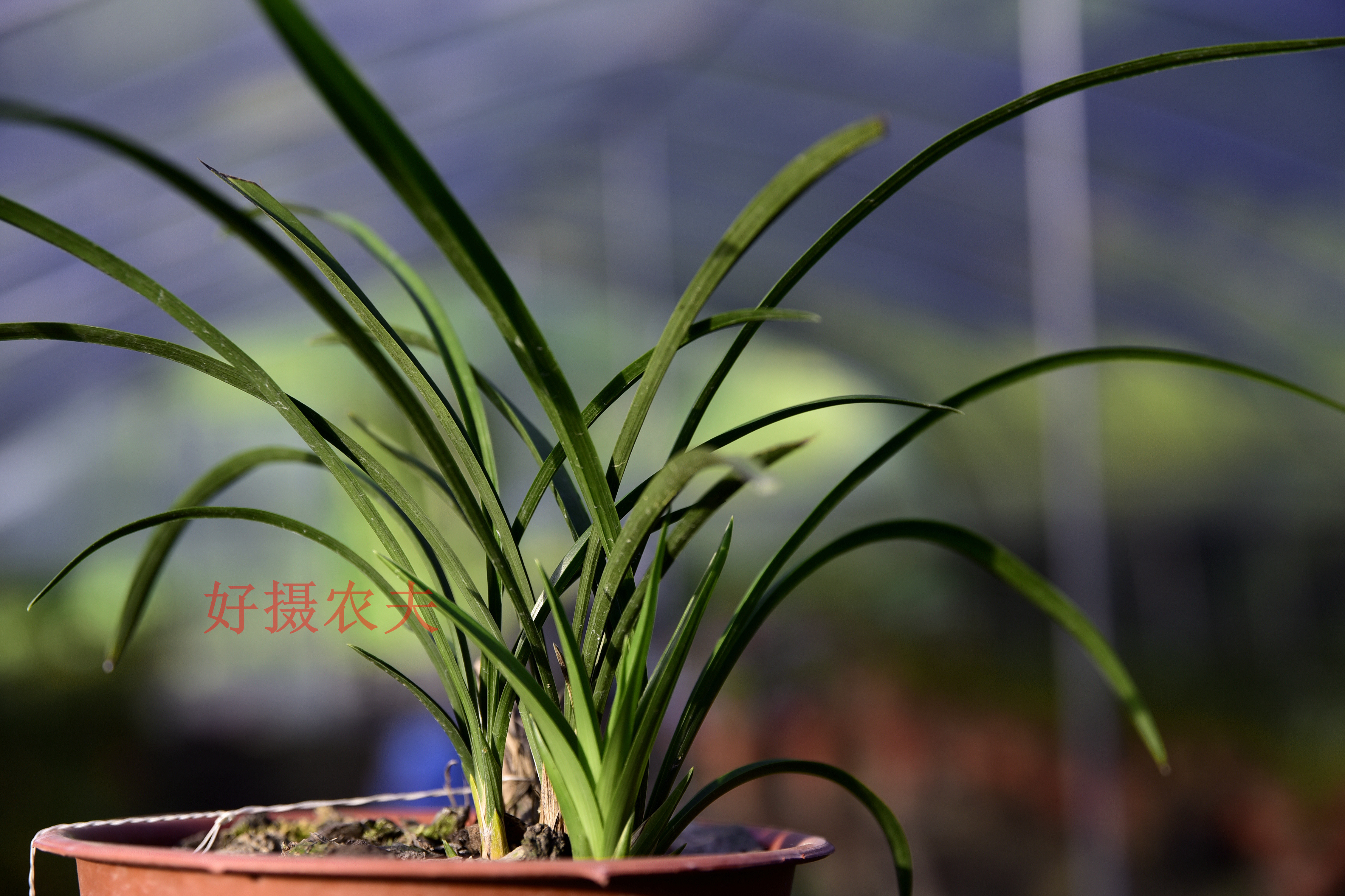 兰花弱苗变壮苗,几招,冬天也爆花