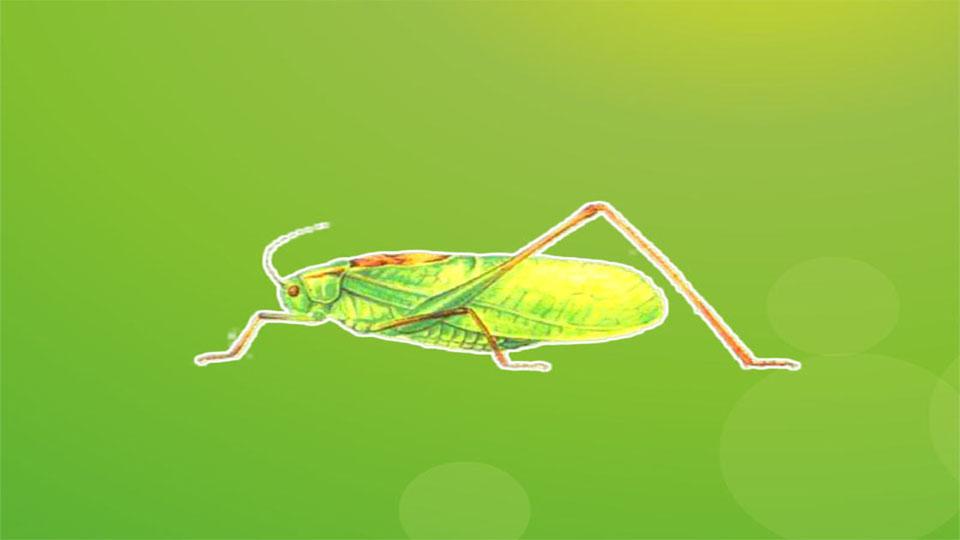 看视频,了解螽斯