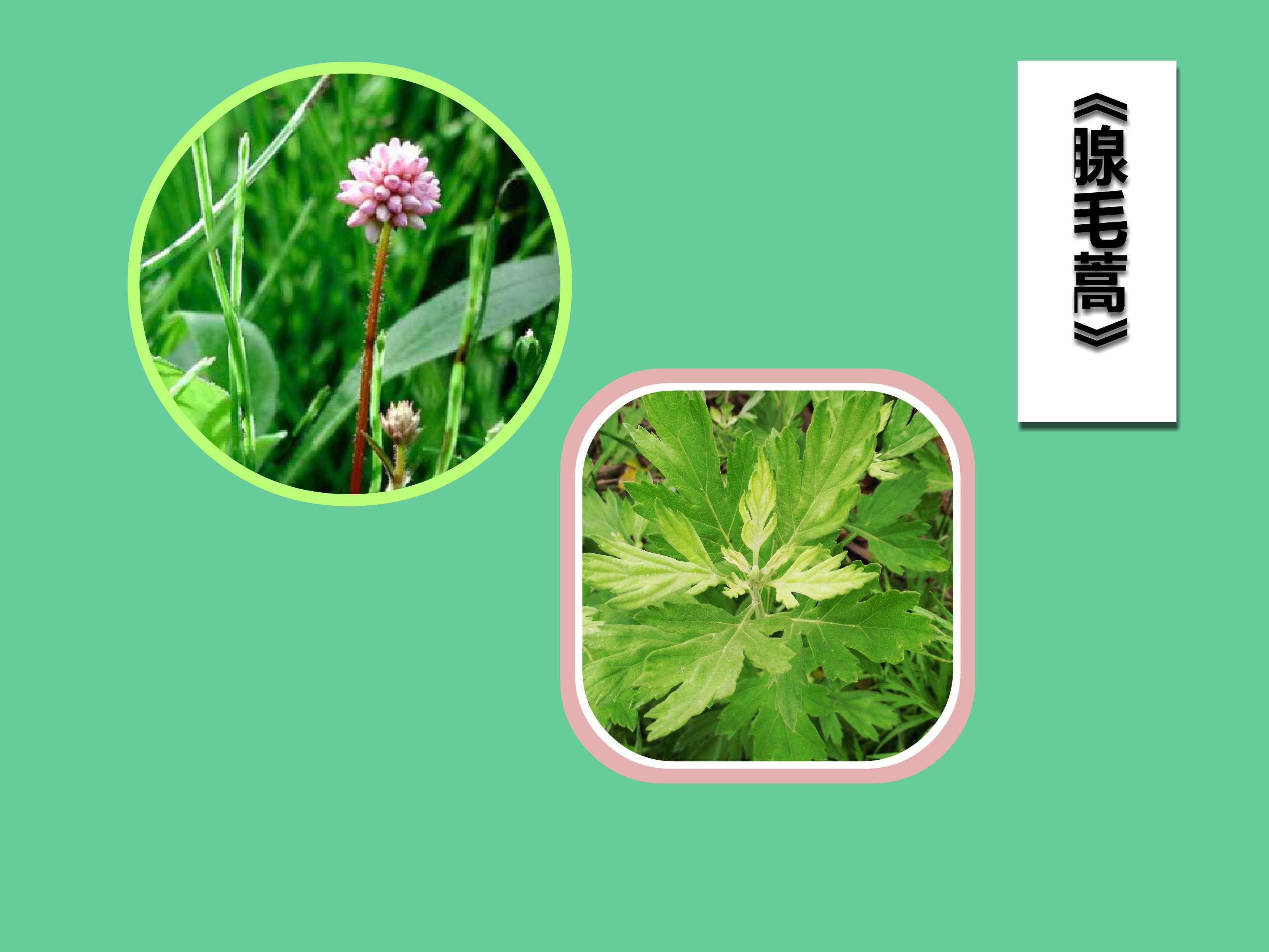 「秒懂百科」原来腺毛蒿长这样