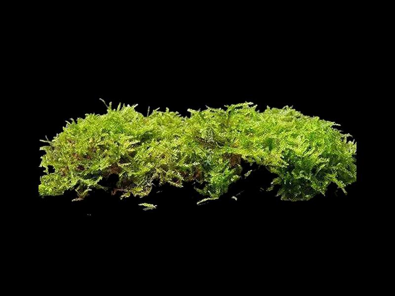 带你认识不同种类的紫萼藓