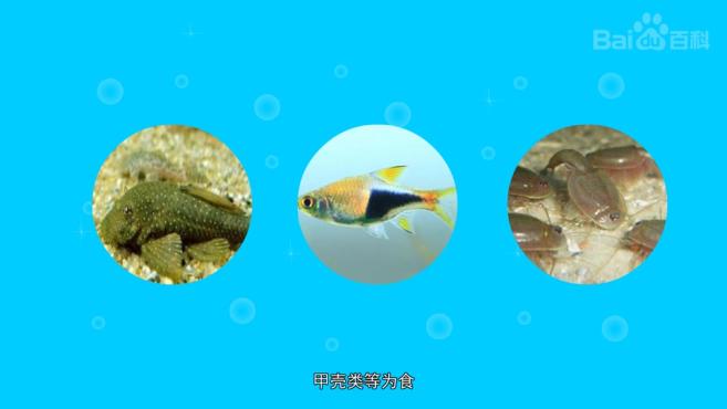 魚類-黃唇魚 00:49 來源:好看視頻-「秒懂百科」原來舌唇魚長這樣