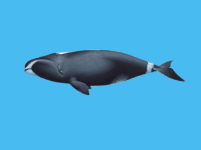 关爱濒危物种,了解濒危鲸目动物