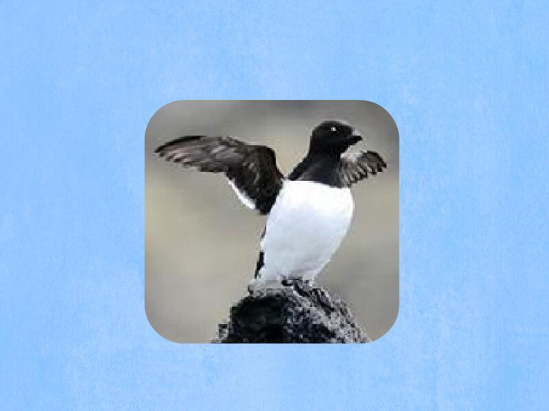 原来侏海雀长这样