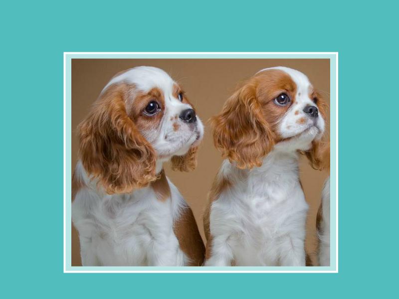 看视频了解西班牙犬科动物