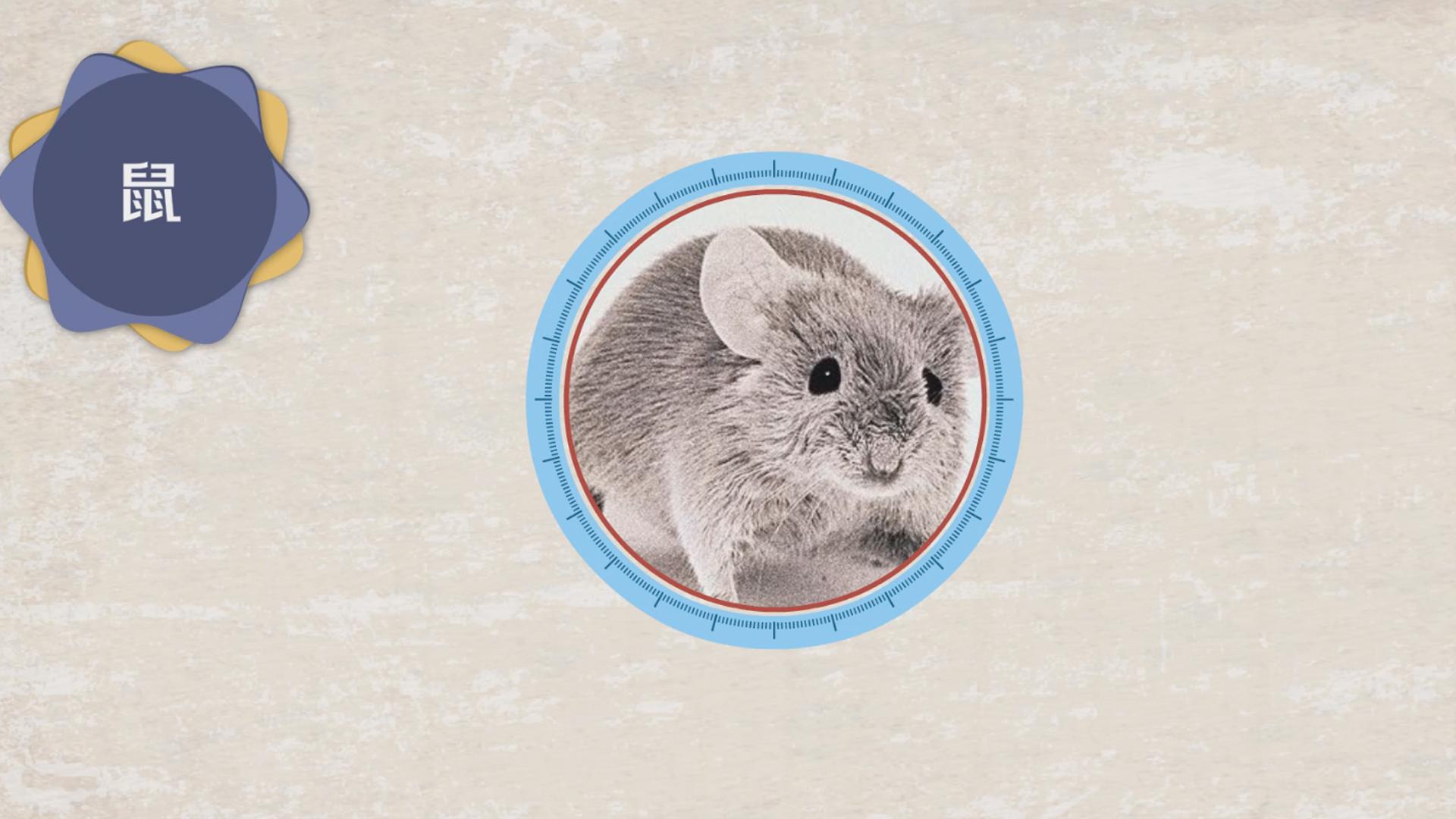 画出一只可爱的大公鸡  00:35  来源:好看视频-教你快速画出卡通鲨鱼