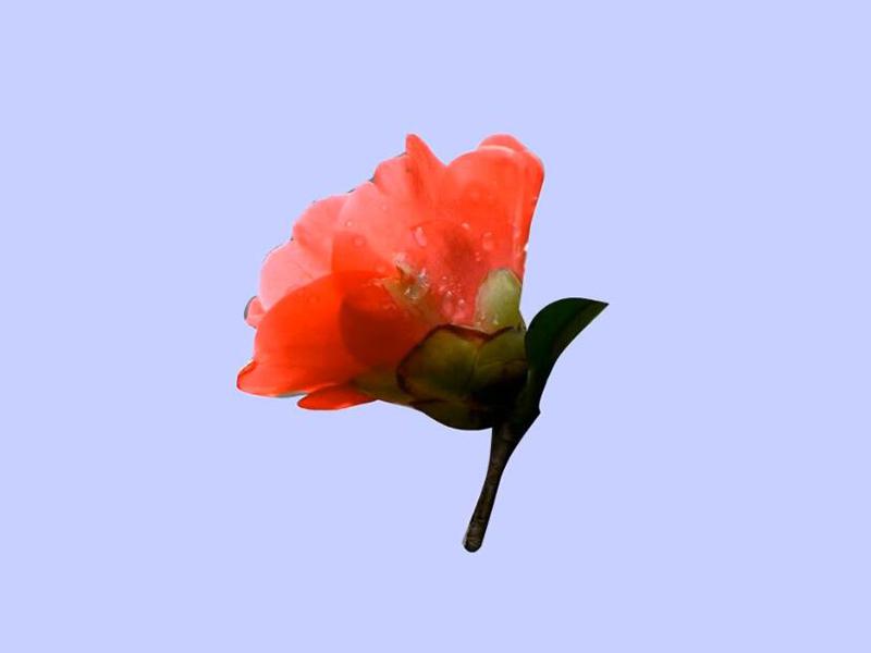 「秒懂百科」原来毛蕊红山茶长这样