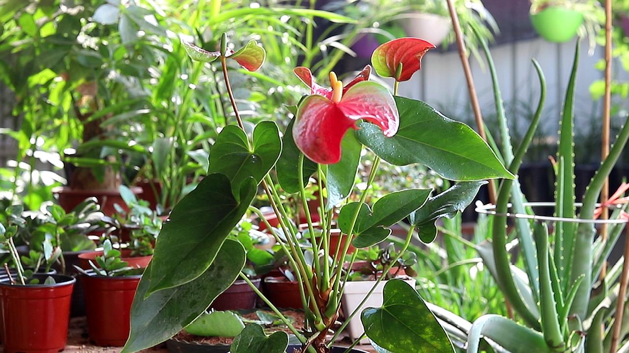 紅掌花怎麼養