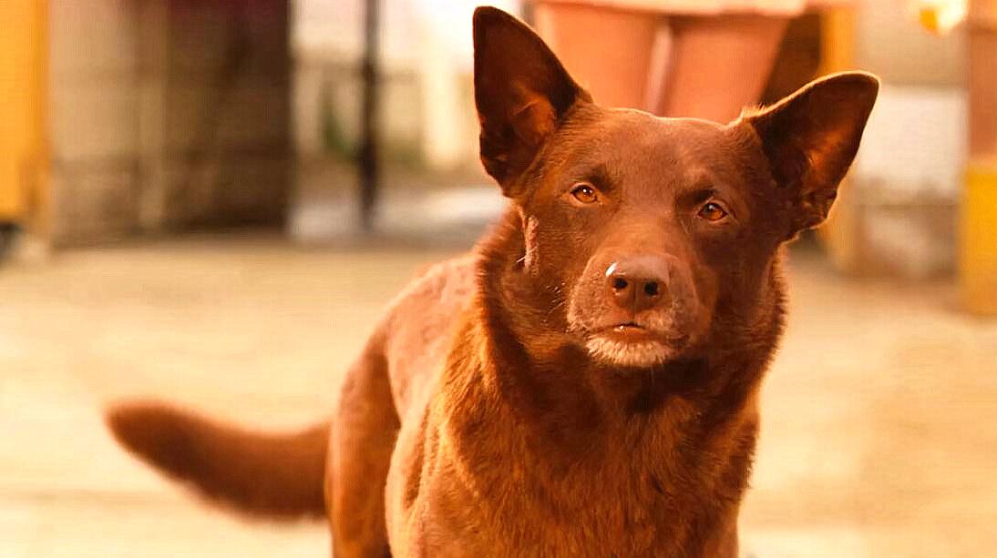 澳大利亚红犬真实故事图片