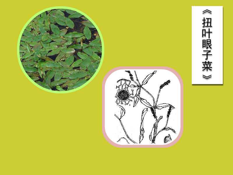 「秒懂百科」原来扭叶眼子菜长这样