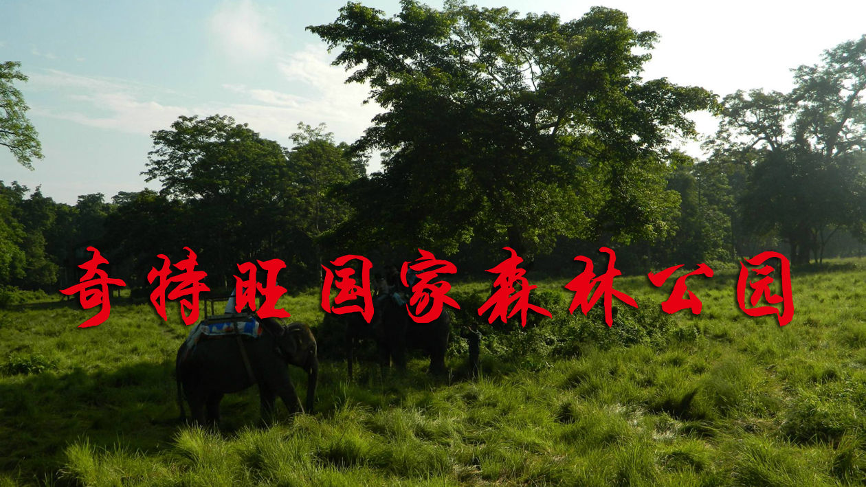 一分钟带你游遍奇特旺国家森林公园