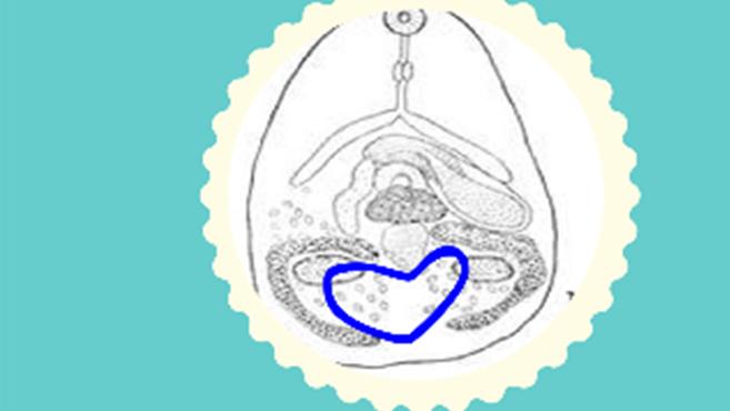 双盘吸虫解剖图图片