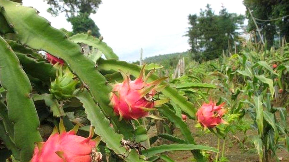 火龍果花的養殖方法和注意事項