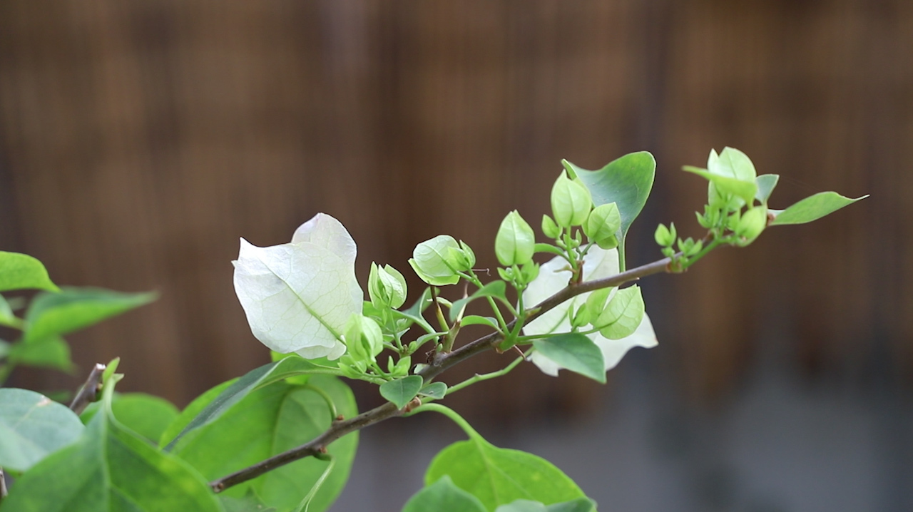 三角梅花芽乾枯,改正這幾點,開花特猛,一次能開幾個月