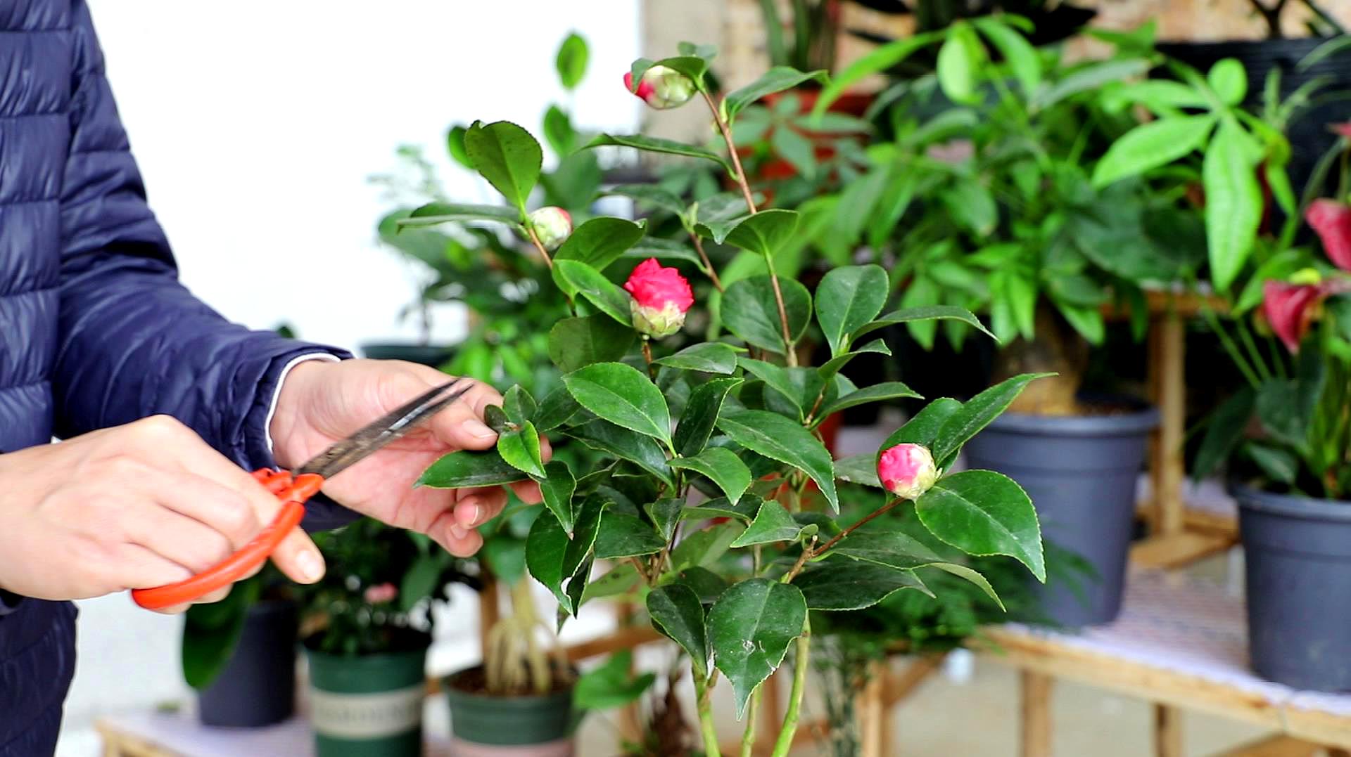 茶花开完花后剪1刀,再加2克"小玩意,又见一茬开