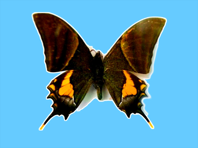 原来喙凤蝶长这样