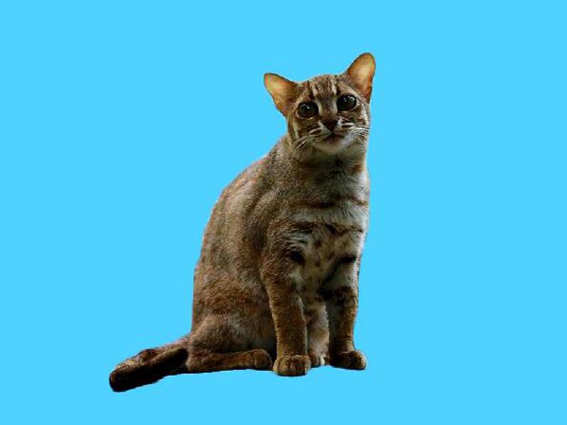 「秒懂百科」原来铁锈豹猫长这样