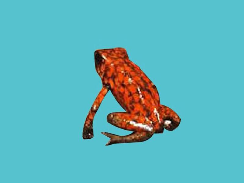 「秒懂百科」原来小丑箭毒蛙长这样